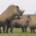 Zoofilia e sexo com rinocerontes transando